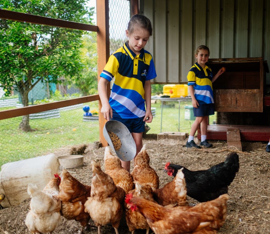 Students in school uniforms feeding chickens in a covered outdoor enclosure